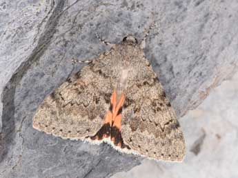 Catocala puerpera Giorna adulte - �Philippe Mothiron