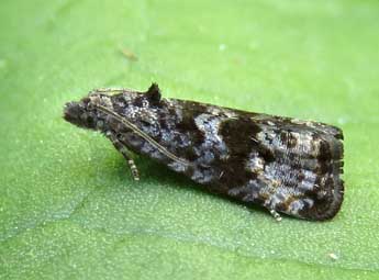 Endothenia pullana Hw. adulte - �Ruben Meert