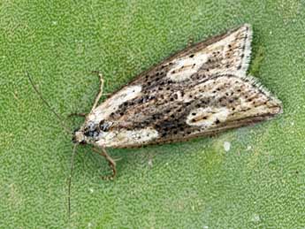 Doloploca punctulana D. & S. adulte - �Daniel Morel