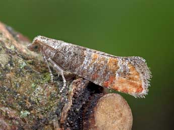 Clavigesta purdeyi Durrant adulte - �Patrick Clement