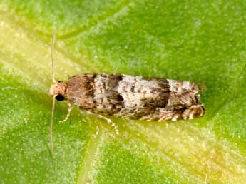 Epinotia pusillana H. Peyer. adulte - �Philippe Mothiron