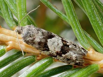 Epinotia pygmaeana Hb. adulte - �Friedmar Graf