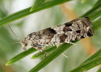 Epinotia pygmaeana Hb. adulte - �Friedmar Graf