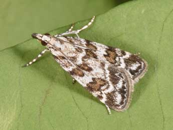 Scoparia pyralella D. & S. adulte - �Philippe Mothiron