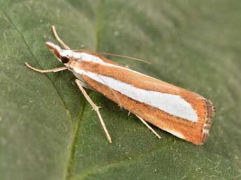 Catoptria pyramidellus Tr. adulte - �Philippe Mothiron