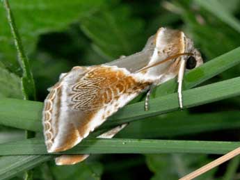 Habrosyne pyritoides Hfn. adulte - �Philippe Mothiron