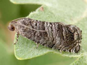 Cydia pyrivora Danilevsky adulte - �Friedmar Graf