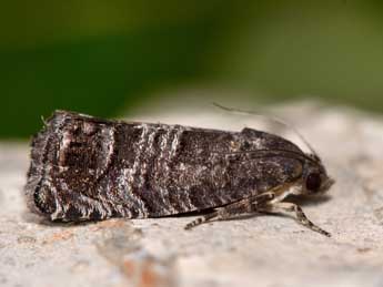 Cydia pyrivora Danilevsky adulte - �G�rard Labonne