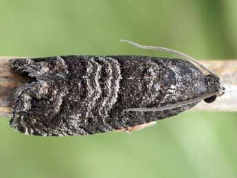 Cydia pyrivora Danilevsky adulte - �Friedmar Graf