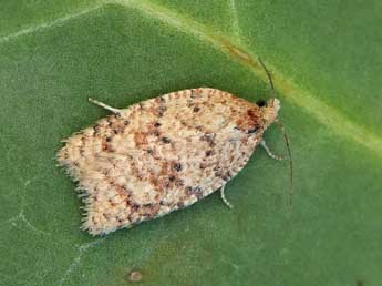 Acleris quercinana Z. adulte - �Lionel Taurand