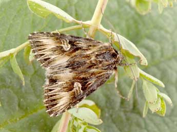 Actinotia radiosa Esp. adulte - �Philippe Mothiron