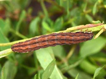  Chenille de Actinotia radiosa Esp. - �Philippe Mothiron