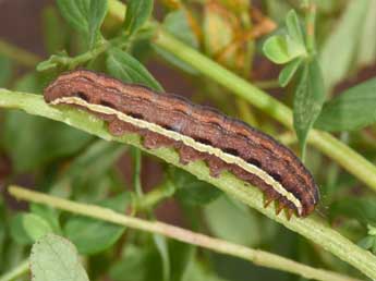  Chenille de Actinotia radiosa Esp. - �Philippe Mothiron