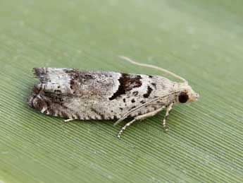 Epinotia ramella L. adulte - �Lionel Taurand