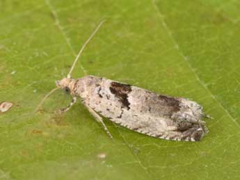 Epinotia ramella L. adulte - �Philippe Mothiron