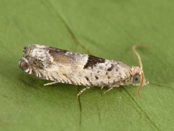 Epinotia ramella L. adulte - �Philippe Mothiron