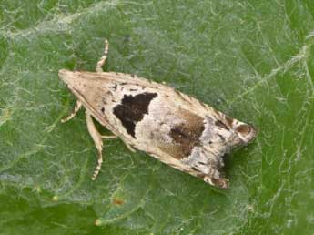 Epinotia ramella L. adulte - �Philippe Mothiron