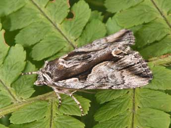 Calliergis ramosa Esp. adulte - �Philippe Mothiron