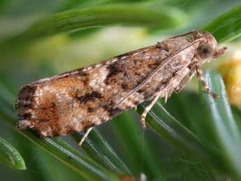 Zeiraphera ratzeburgiana Saxesen in Ratz. adulte - �Patrick Clement