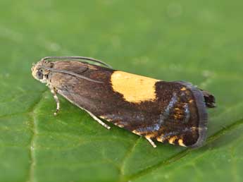 Pammene regiana Z. adulte - �Patrick Clement