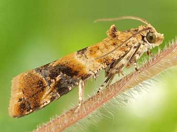 Lobesia reliquana Hb. adulte - �Friedmar Graf