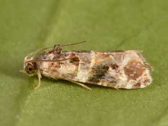 Lobesia reliquana Hb. adulte - �Philippe Mothiron