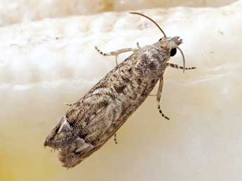 Selania resedana Obraztsov adulte - �Friedmar Graf