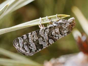 Retinia resinella L. adulte - �Friedmar Graf