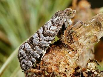 Retinia resinella L. adulte - �Friedmar Graf