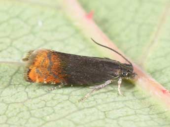 Pammene rhediella Cl. adulte - �Philippe Mothiron