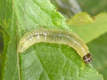  Chenille de Acleris rhombana D. & S. - �Philippe Mothiron