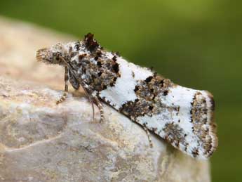 Xerocnephasia rigana Sodoffsky adulte - �Lionel Taurand