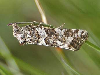 Xerocnephasia rigana Sodoffsky adulte - �Jean-Pierre Lamoline