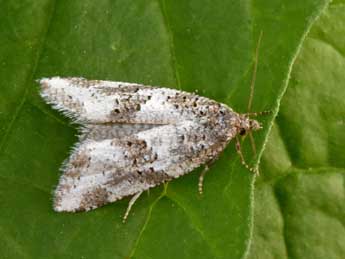 Xerocnephasia rigana Sodoffsky adulte - �Philippe Mothiron