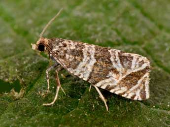 Celypha rivulana Scop. adulte - �Philippe Mothiron