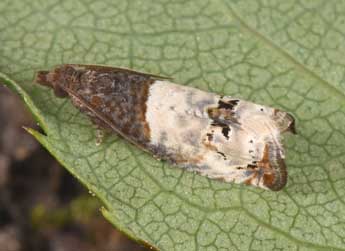 Notocelia roborana D. & S. adulte - �Philippe Mothiron