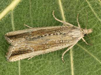 Bactra robustana Christoph adulte - �Peter Buchner