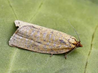 Clepsis rogana Gn. adulte - �Lionel Taurand