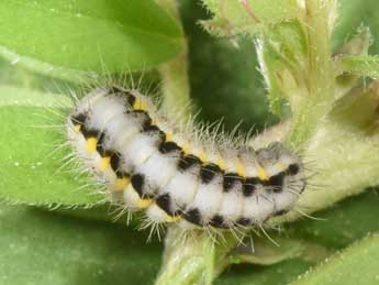  Chenille de Zygaena romeo Dup. - �Philippe Mothiron