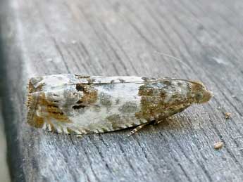 Notocelia rosaecolana Dbld. adulte - �Nicole Lepertel