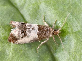 Notocelia rosaecolana Dbld. adulte - �Philippe Mothiron