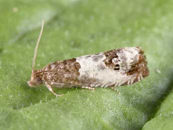 Notocelia rosaecolana Dbld. adulte - �Philippe Mothiron