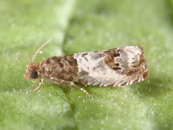 Notocelia rosaecolana Dbld. adulte - �Philippe Mothiron