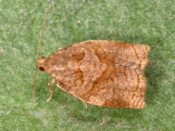 Archips rosana L. adulte - �Philippe Mothiron