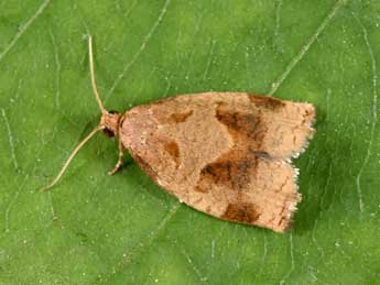 Archips rosana L. adulte - �Philippe Mothiron