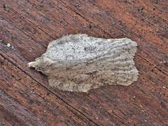 Acleris roscidana Hb. adulte - �Tim Green