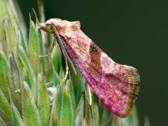 Cochylis roseana Hw. adulte - �Patrick Clement