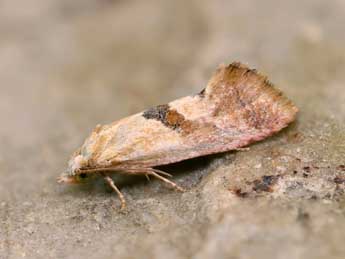 Cochylis roseana Hw. adulte - �Lionel Taurand