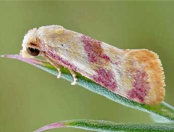 Diceratura roseofasciana Mn adulte - �Friedmar Graf