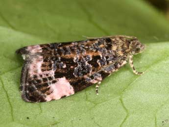 Argyroploce roseomaculana H.-S. adulte - �J�rg Schmid